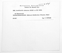 Desarmillaria tabescens image